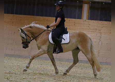 Edelbluthaflinger, Klacz, 3 lat, 150 cm, Kasztanowata