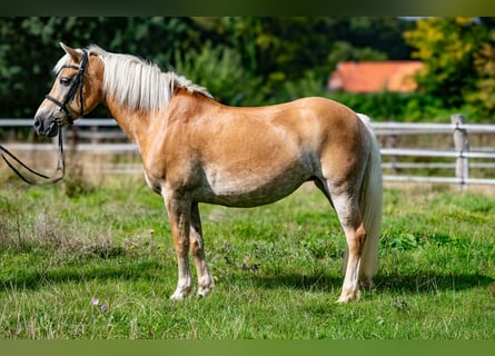 Edelbluthaflinger, Mare, 10 years, 14.3 hh, Chestnut-Red