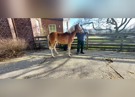 Edelbluthaflinger, Mare, 1 year