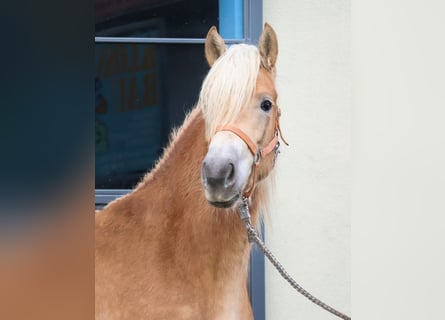 Edelbluthaflinger, Mare, 2 years, 14,2 hh, Chestnut-Red