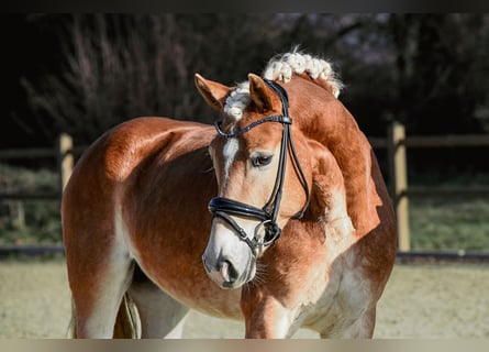 Edelbluthaflinger, Mare, 6 years, 14,2 hh, Chestnut-Red