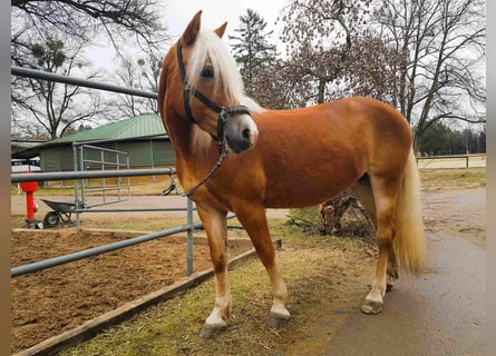 Edelbluthaflinger, Merrie, 16 Jaar, 149 cm, Vos