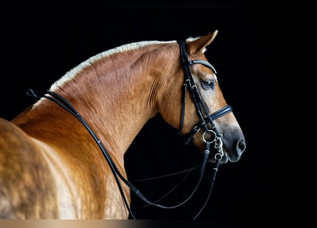 Edelbluthaflinger, Merrie, 16 Jaar, 152 cm, Vos