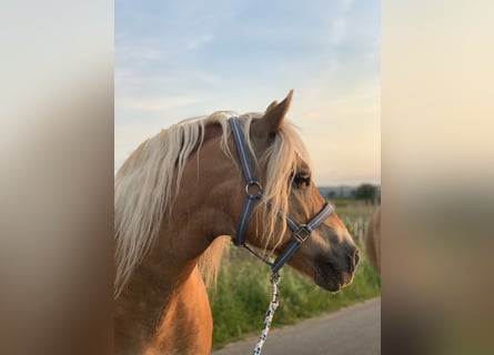 Edelbluthaflinger, Merrie, 17 Jaar, 145 cm, Vos