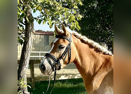 Edelbluthaflinger, Merrie, 3 Jaar, 140 cm