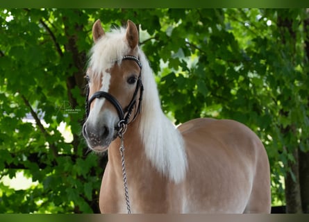 Edelbluthaflinger, Merrie, 4 Jaar, 143 cm, Vos