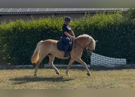 Edelbluthaflinger, Merrie, 6 Jaar, 147 cm, Vos