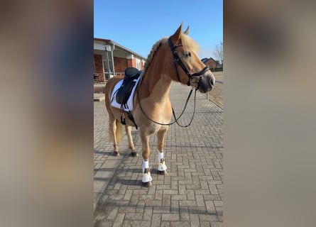 Edelbluthaflinger, Merrie, 9 Jaar, 150 cm, Vos