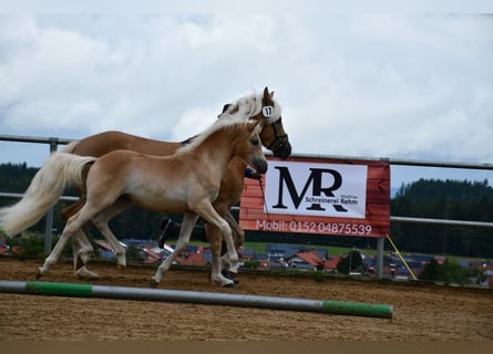 Edelbluthaflinger, Merrie, Veulen (04/2025), 112 cm, Vos