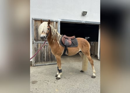 Edelbluthaflinger, Ogier, 3 lat, 147 cm