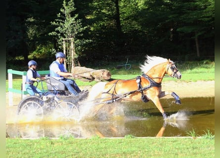 Edelbluthaflinger, Ogier, 13 lat, 148 cm, Kasztanowata
