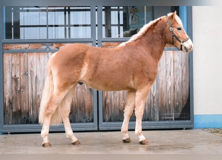 Edelbluthaflinger, Ruin, 2 Jaar, 147 cm, Vos