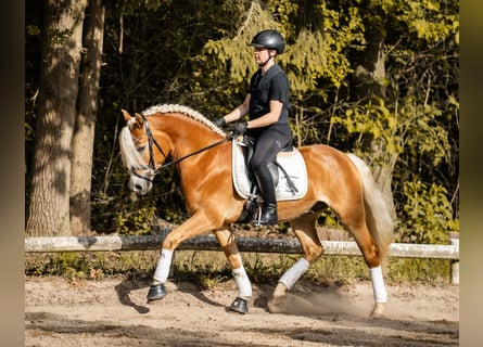 Edelbluthaflinger, Ruin, 3 Jaar, 147 cm, Vos