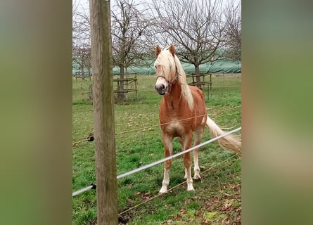 Edelbluthaflinger, Ruin, 3 Jaar, 150 cm