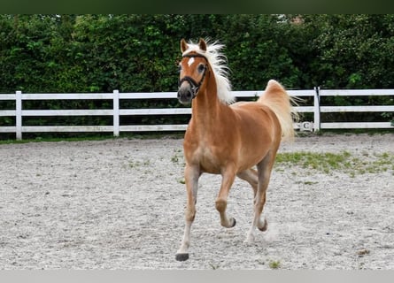 Edelbluthaflinger, Ruin, 5 Jaar, 152 cm, Vos
