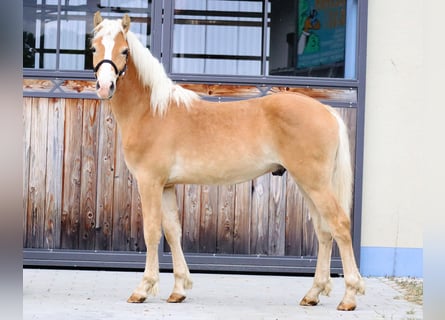 Edelbluthaflinger, Stallion, 2 years, 14.2 hh, Chestnut-Red