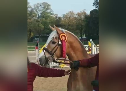 Edelbluthaflinger, Stallion, 2 years, 14.2 hh, Chestnut-Red