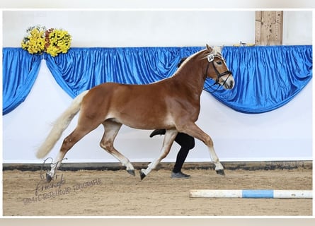 Edelbluthaflinger, Stallion, 3 years, 14.1 hh, Chestnut-Red