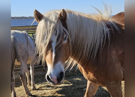 Edelbluthaflinger, Stallion, 3 years, 14,1 hh, Chestnut-Red