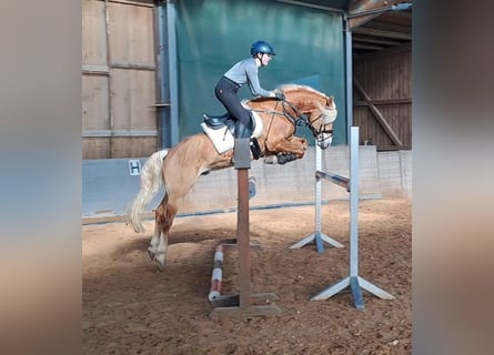 Edelbluthaflinger, Hengst, 6 Jahre, 14,2 hh