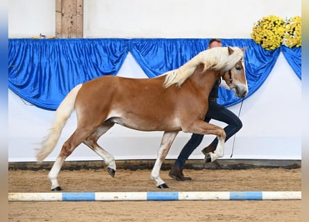 Edelbluthaflinger, Stallion, 3 years, 14,2 hh, Chestnut-Red