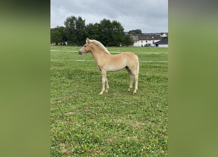 Edelbluthaflinger, Stallion, Foal (01/2024), Chestnut-Red