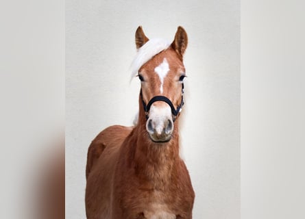 Edelbluthaflinger, Stallone, 1 Anno, 150 cm, Sauro