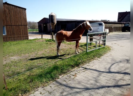 Edelbluthaflinger, Stallone, 18 Anni, 149 cm, Sauro