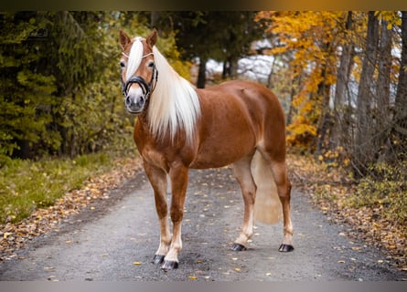 Edelbluthaflinger, Stute, 4 Jahre, 147 cm, Fuchs