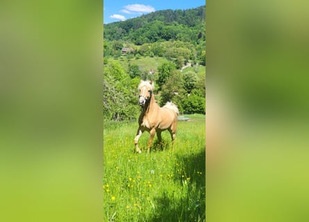 Edelbluthaflinger, Stute, 4 Jahre, 147 cm, Palomino