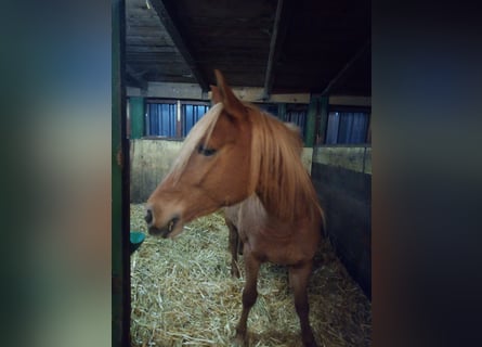 Edelbluthaflinger, Stute, 4 Jahre, 149 cm, Fuchs