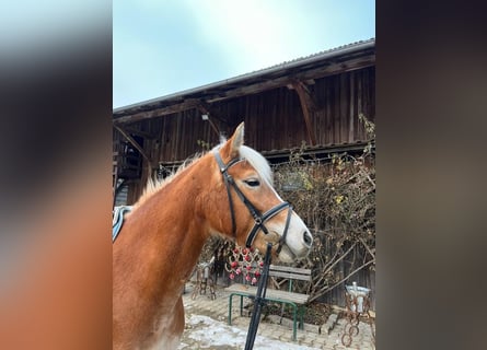 Edelbluthaflinger, Stute, 5 Jahre, 144 cm, Fuchs