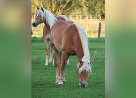 Edelbluthaflinger, Stute, 7 Jahre, 146 cm, Fuchs