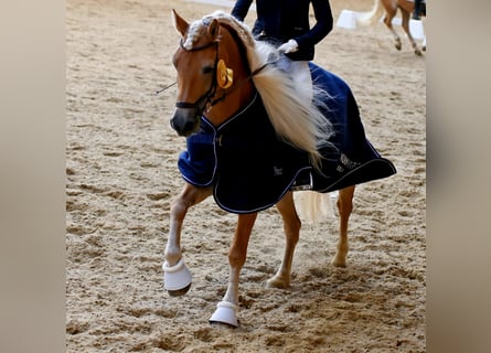 Edelbluthaflinger, Stute, 8 Jahre, 153 cm, Fuchs