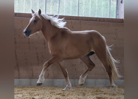 Edelbluthaflinger, Wallach, 2 Jahre, 148 cm, Fuchs
