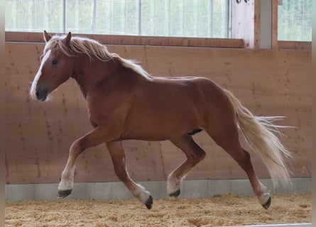 Edelbluthaflinger, Wallach, 2 Jahre, 149 cm, Fuchs