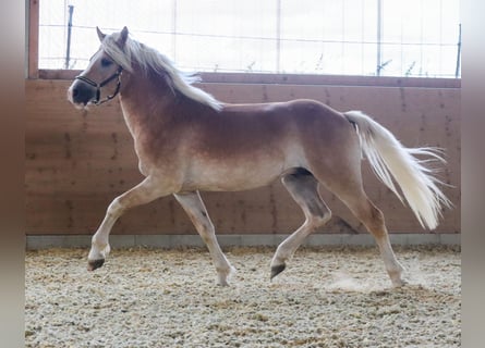 Edelbluthaflinger, Wallach, 2 Jahre, Fuchs