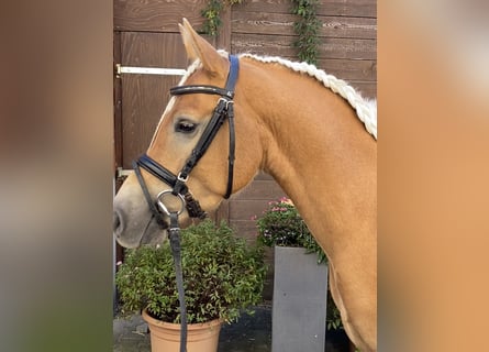 Edelbluthaflinger, Wallach, 4 Jahre, 145 cm, Palomino