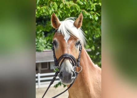 Edelbluthaflinger, Wallach, 5 Jahre, 152 cm, Fuchs