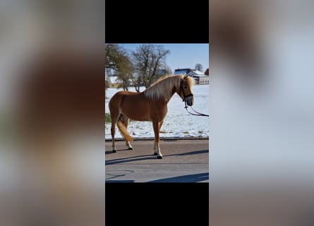 Edelbluthaflinger, Yegua, 4 años, 147 cm, Palomino