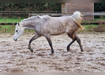 Egipski koń arabski, Klacz, 5 lat, 148 cm, Siwa w hreczce
