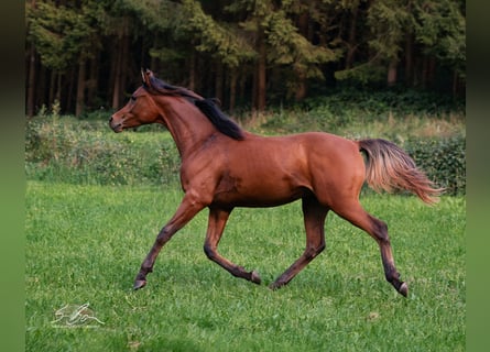 Egipski koń arabski, Ogier, 2 lat, 155 cm, Gniada