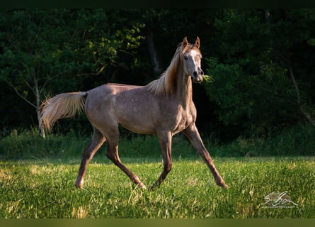 Egipski koń arabski, Ogier, 2 lat, 157 cm, Siwa