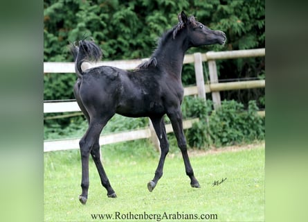 Egipski koń arabski, Ogier, Źrebak (04/2025), 154 cm, Kara