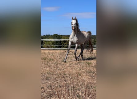 Egipski koń arabski, Wałach, 4 lat, 150 cm, Siwa