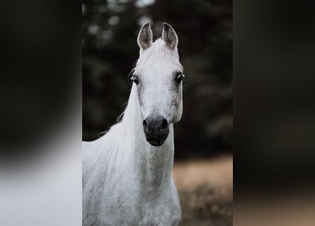 Egyptische Arabier, Hengst, 14 Jaar, Vliegenschimmel