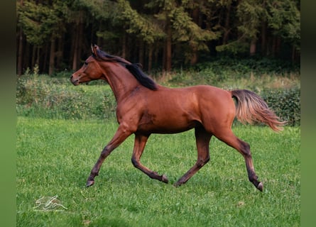 Egyptische Arabier, Hengst, 2 Jaar, 155 cm, Bruin