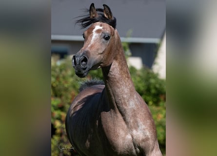 Egyptische Arabier, Hengst, 4 Jaar, 153 cm, kan schimmel zijn