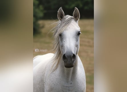 Egyptische Arabier, Merrie, 10 Jaar, 158 cm, Schimmel