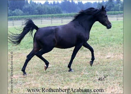 Ägyptischer Araber, Stute, 16 Jahre, 151 cm, Schwarzbrauner